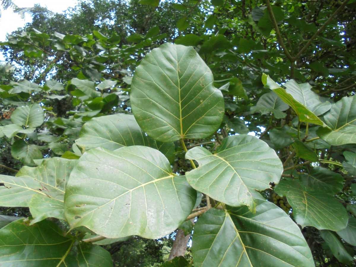 Ficus nymphaeifolia Mill.